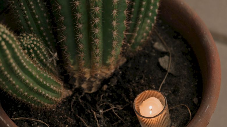 A potted cactus with a lit candle placed beside it, positioned on the soil in a terracotta pot.