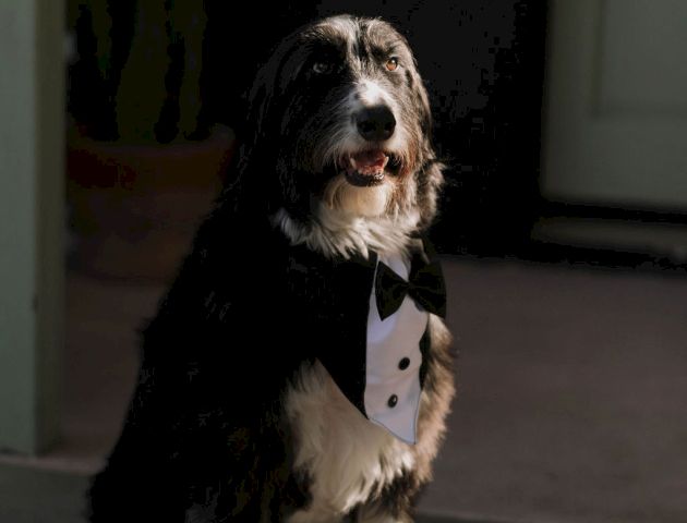 A black and white dog wearing a tuxedo bandana sits indoors with light shining on it.